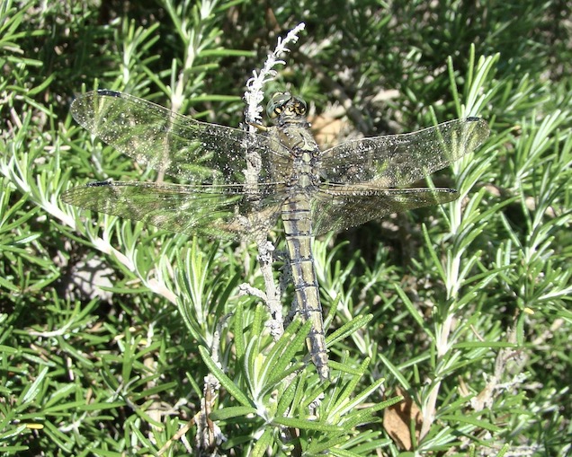 black-tailed skimmer